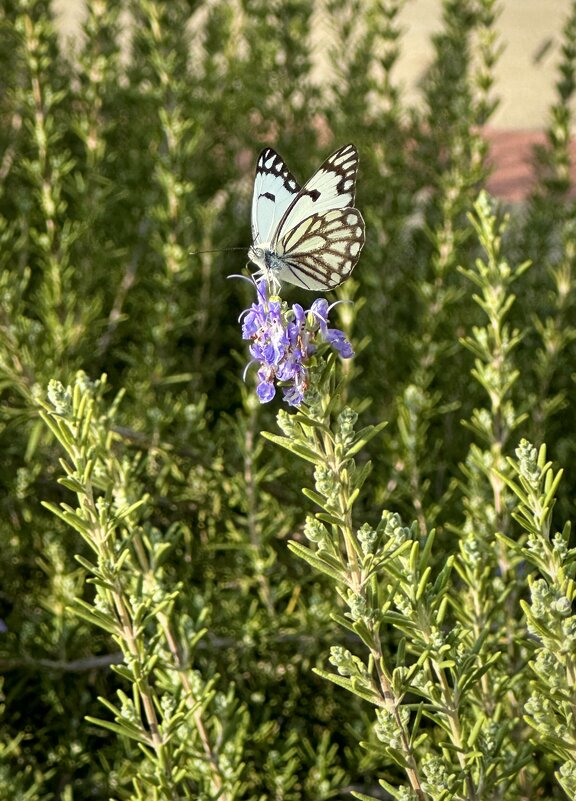 Бабочка на цветущем  розмарине в декабре - Александр Деревяшкин