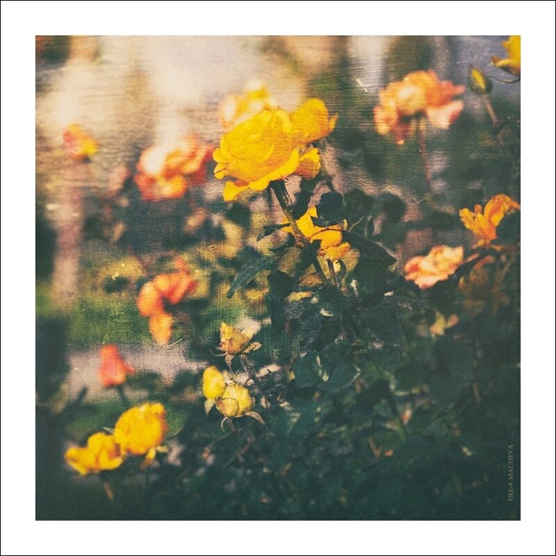 Городские цветы - Ольга Мальцева
