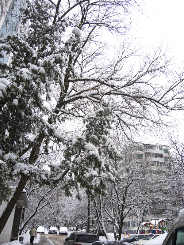После снегопада - marmorozov Морозова