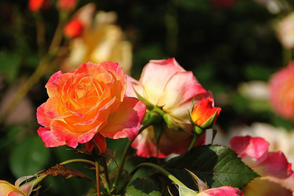 Розы прививают любовь к природе, а шипы — уважение... - Tatiana Markova