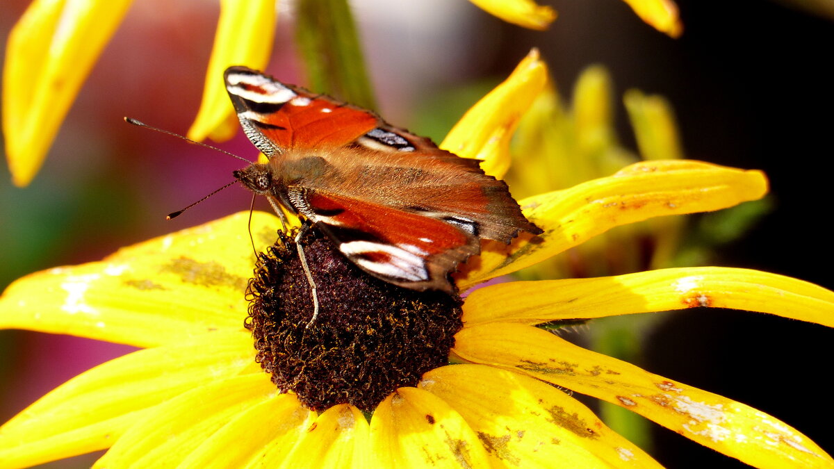 осенние бабочки 6 - Александр Прокудин