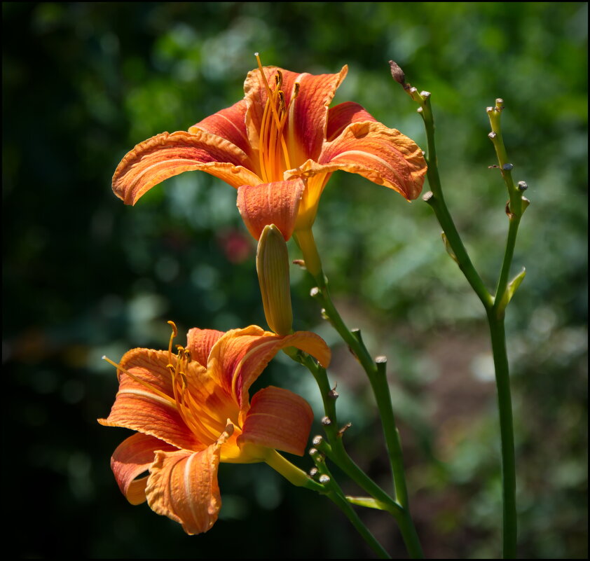 Цветет лилейник - lady v.ekaterina