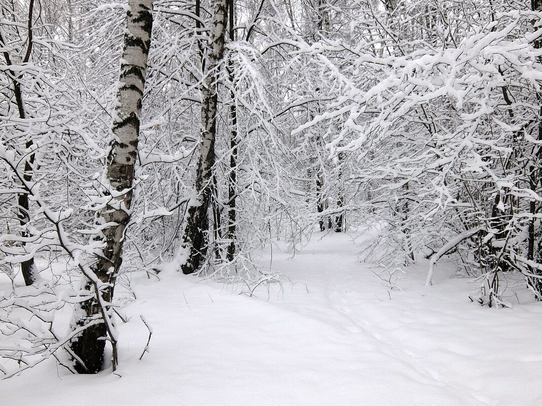 Хрустальной тишине послушно я поверю и лес на плечи мне накинет снежный плед… - Люба 