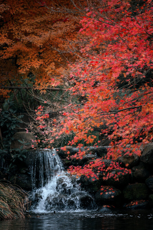 Осенний парк в Ханчжоу - Дмитрий 