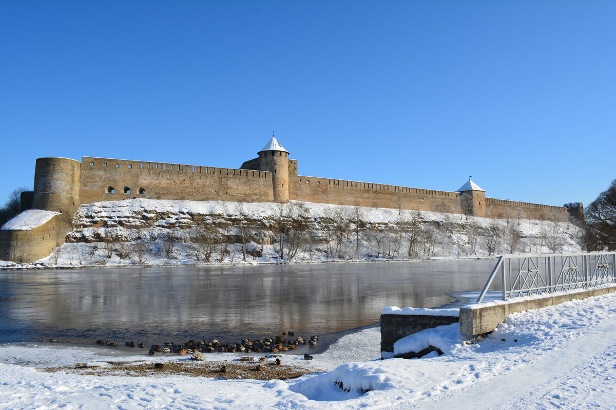 Ивангородская крепость - linnud 