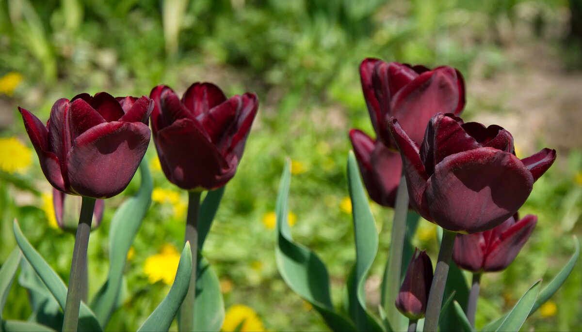 Бордовые тюльпаны - lady v.ekaterina
