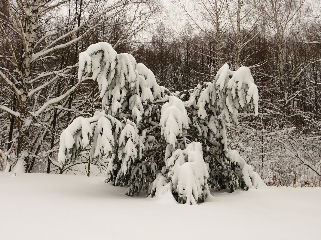 Дерево под снегом - Андрей Снегерёв