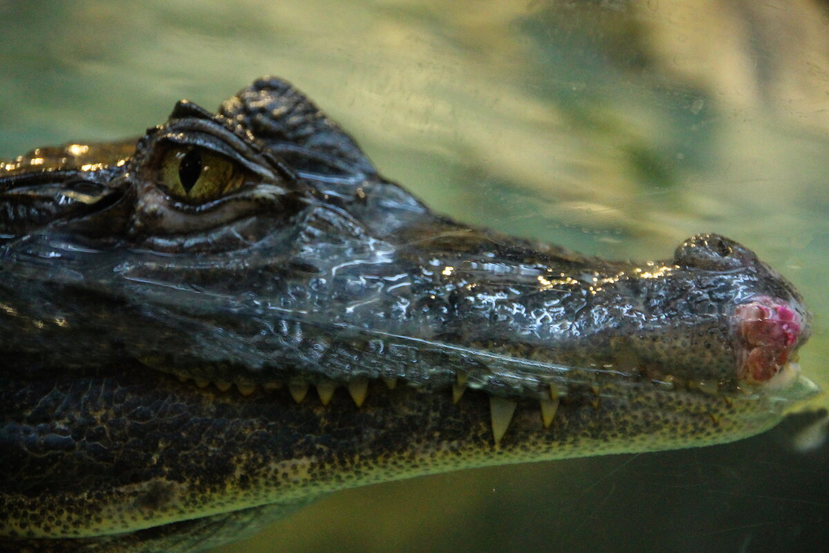 Глядя в глаза голодному крокодилу, сразу и не поверишь, что из него делают изящные дамские сумочки . - Tatiana Markova