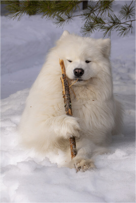 Белый медведь - Анастасия Северюхина