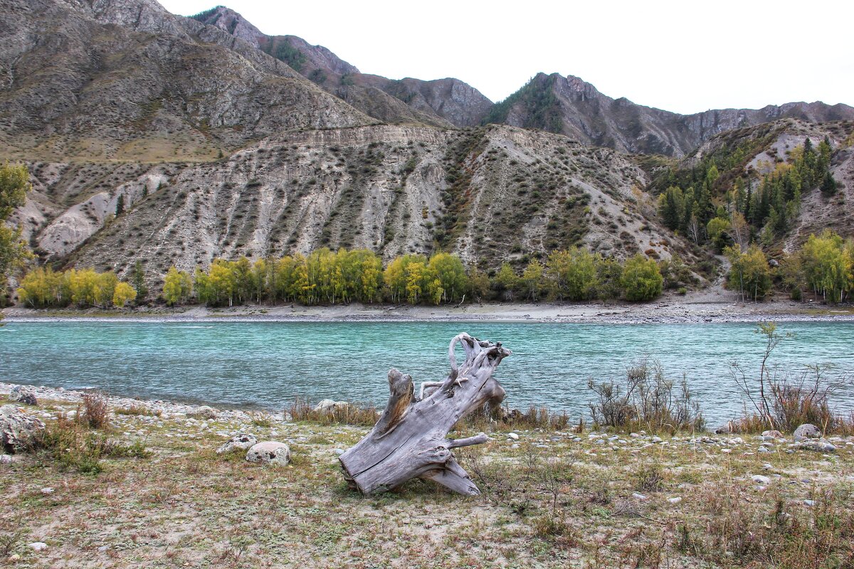 Алтайская природа. - Лариса Исаева