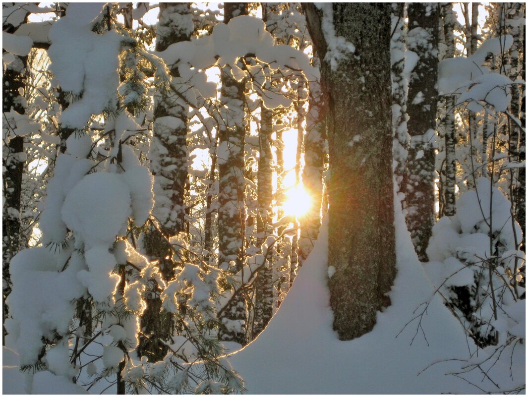 Солнце в лесу - Любовь Зинченко 