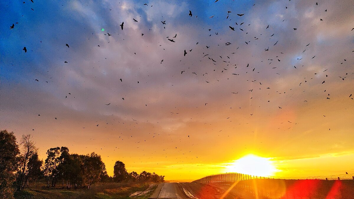 Птицы на закате - Ефим Журбин