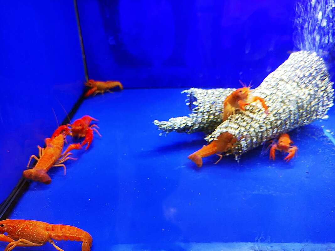 аквариумные омары - Александр Корчемный