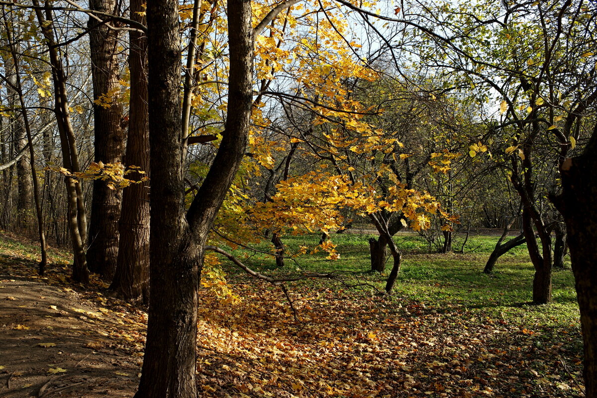 Осень в парке - Игорь Белоногов