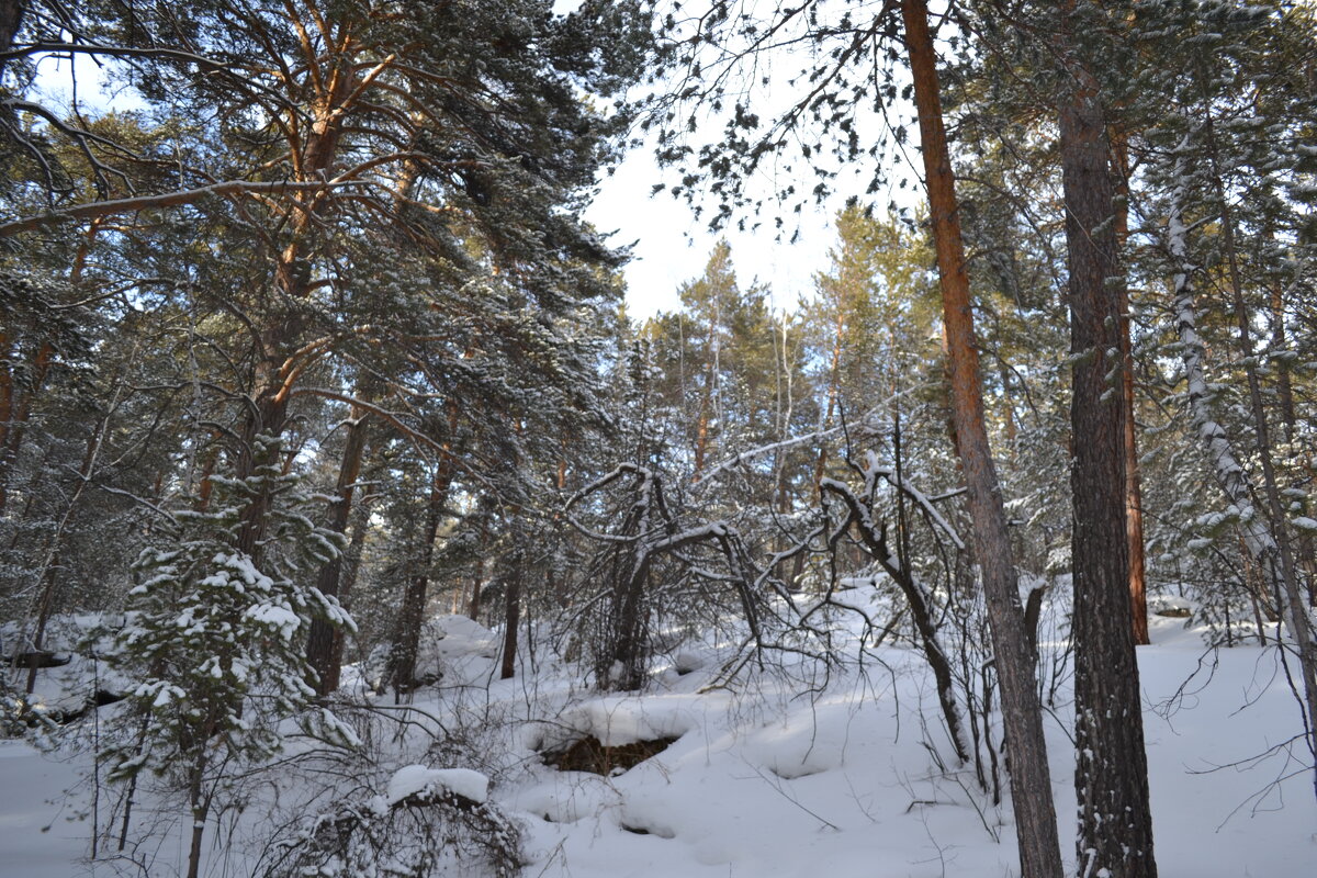 А в лесах,полно чудес и снега. - Андрей Хлопонин