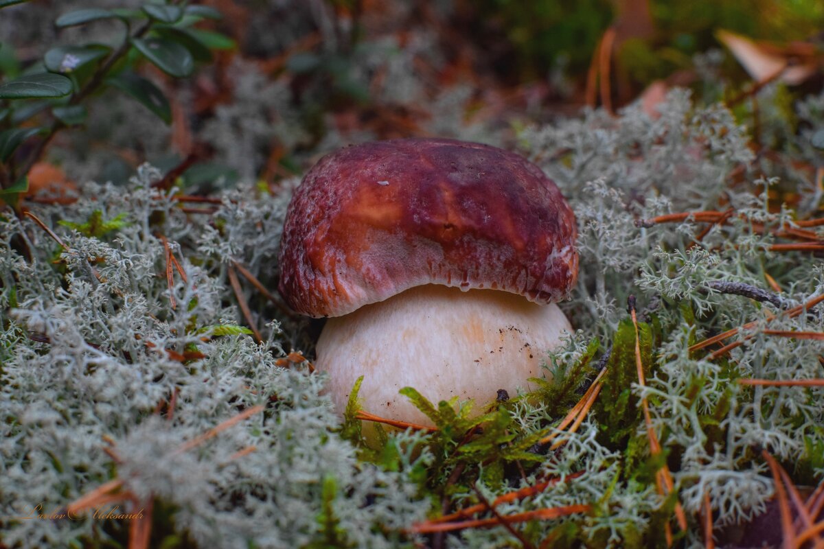 Боровик (лат. Boletus) - Aleksandr P.