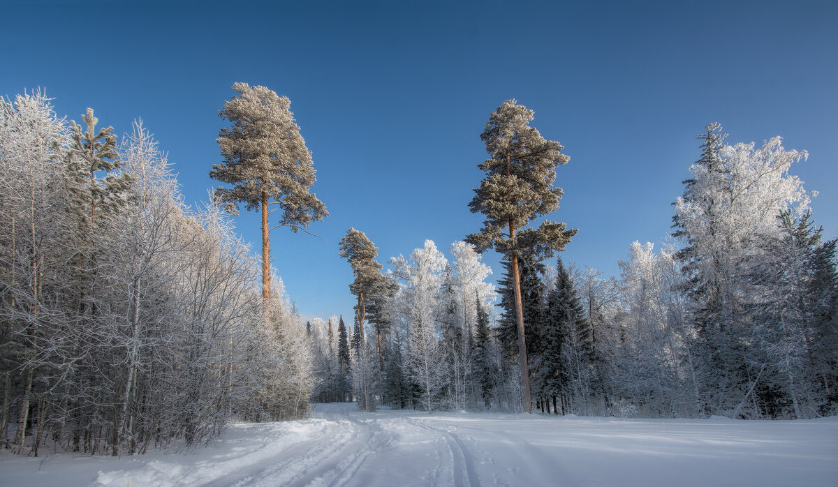 Зимний лес в объятьях тишины - Vladimbormotov 
