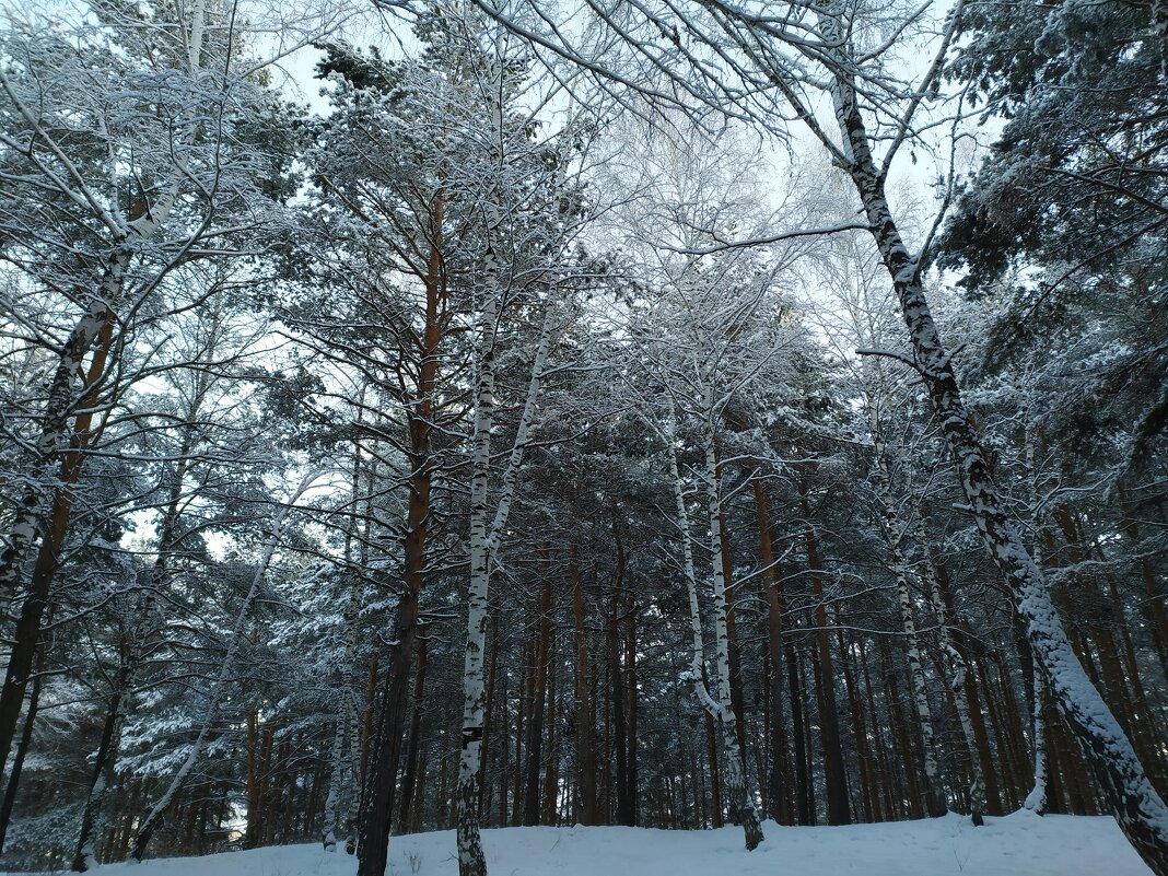 Зимний лес - Елена Елена