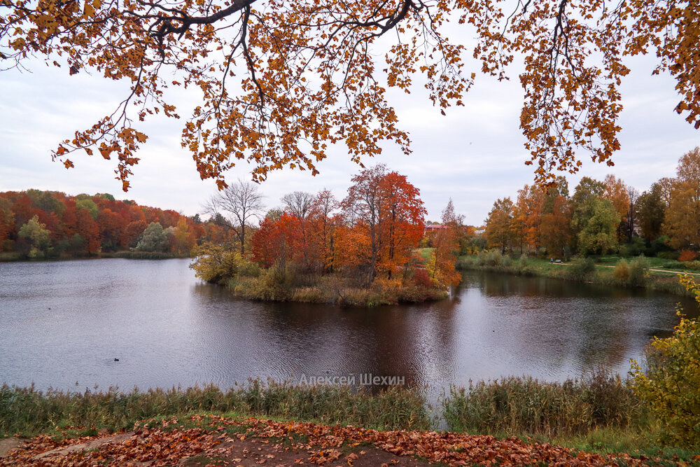 Осень на Белом озере в Гатчине - Алексей Шехин