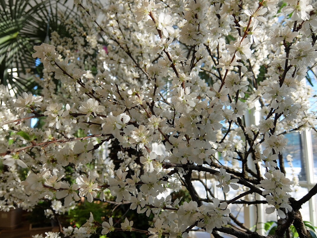 Цветущая вишня в оранжереи парка Царицыно. - Люба 