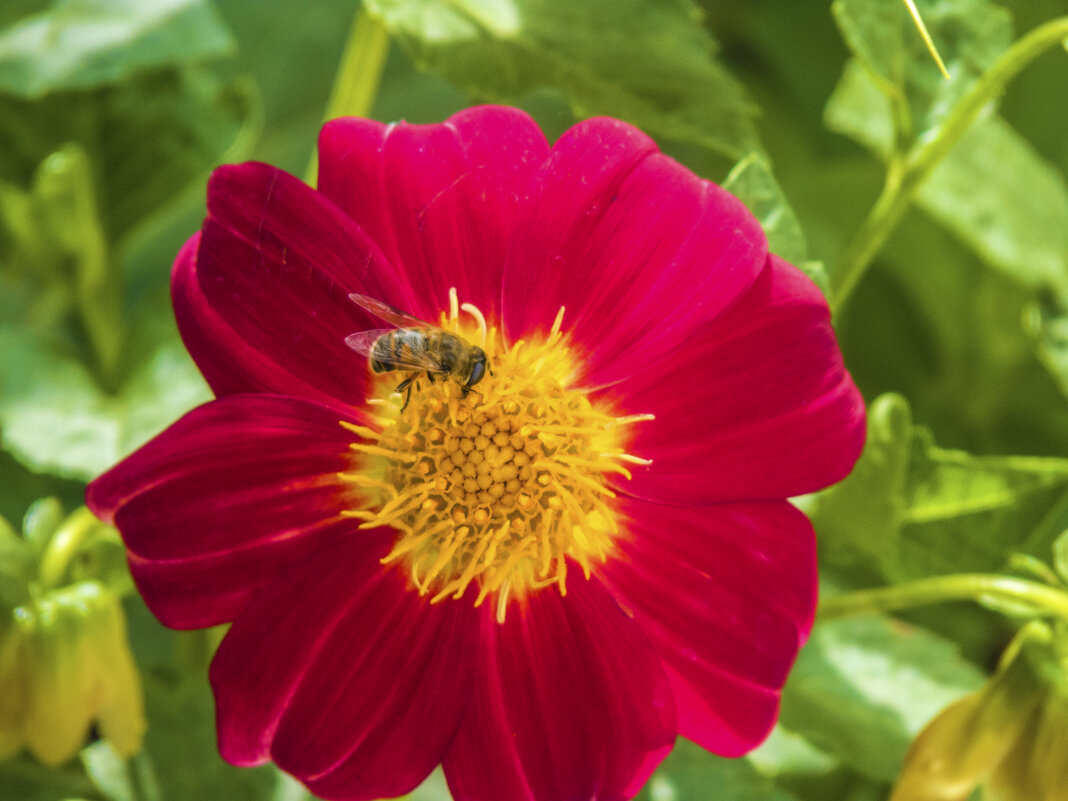 Пчёлка  на цветке - Валентин Семчишин