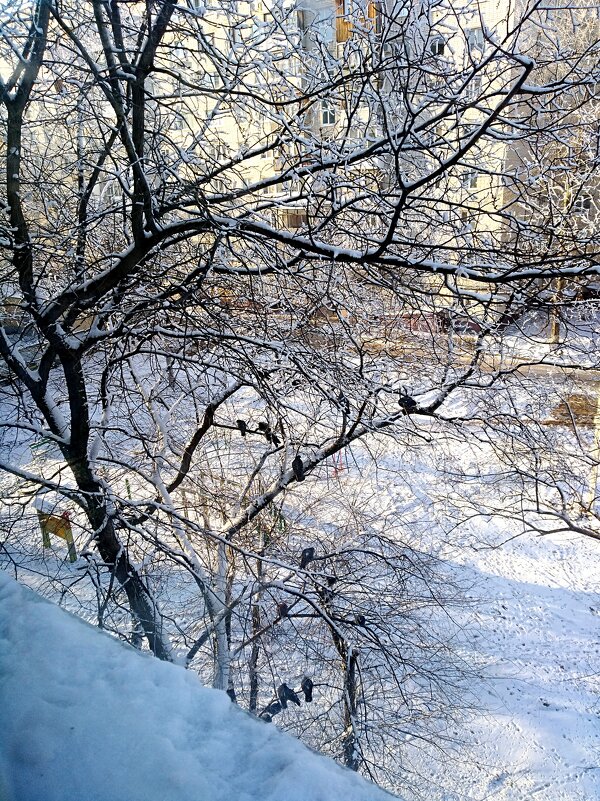 Голуби на дереве. Фото из окна - Нина Колгатина 