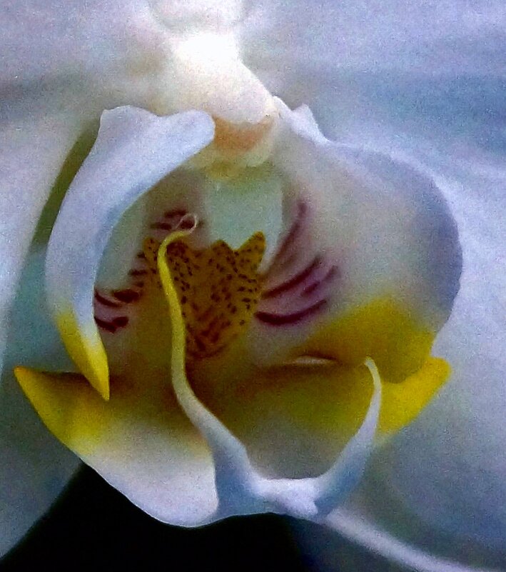 Орхидея в январе - ВАЛЕРИЙ 
