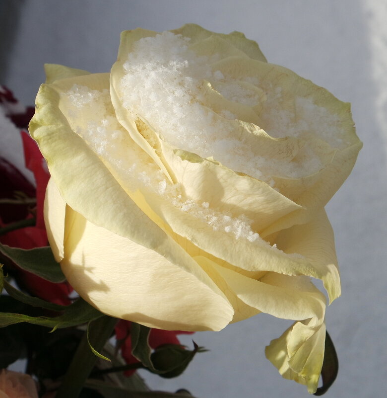 Розы на морозе - Доктор Фауст 