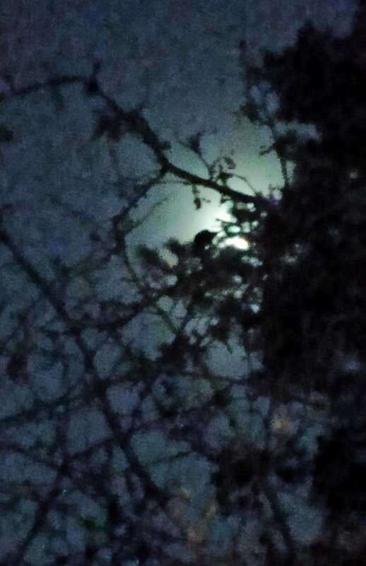 Вечереет... Восходит луна... - veilins veilins
