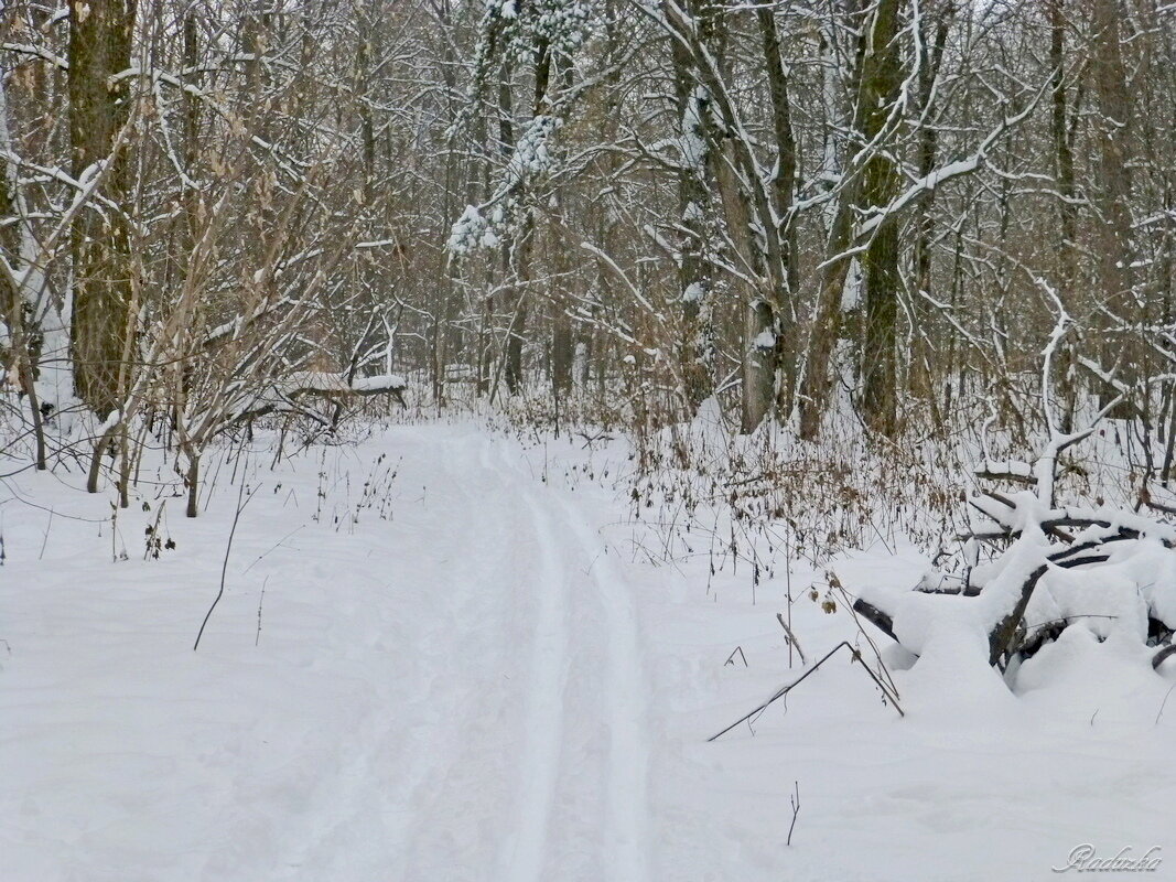 Лесная прогулка зимой - Raduzka (Надежда Веркина)