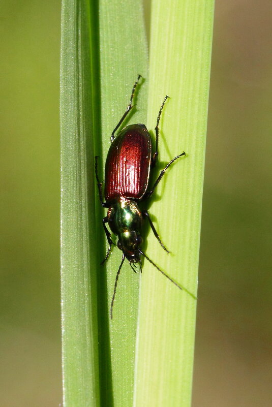 Быстряк шестиямчатый (Agonum sexpunctatum (Linnaeus, 1758)) - Павел Морозов