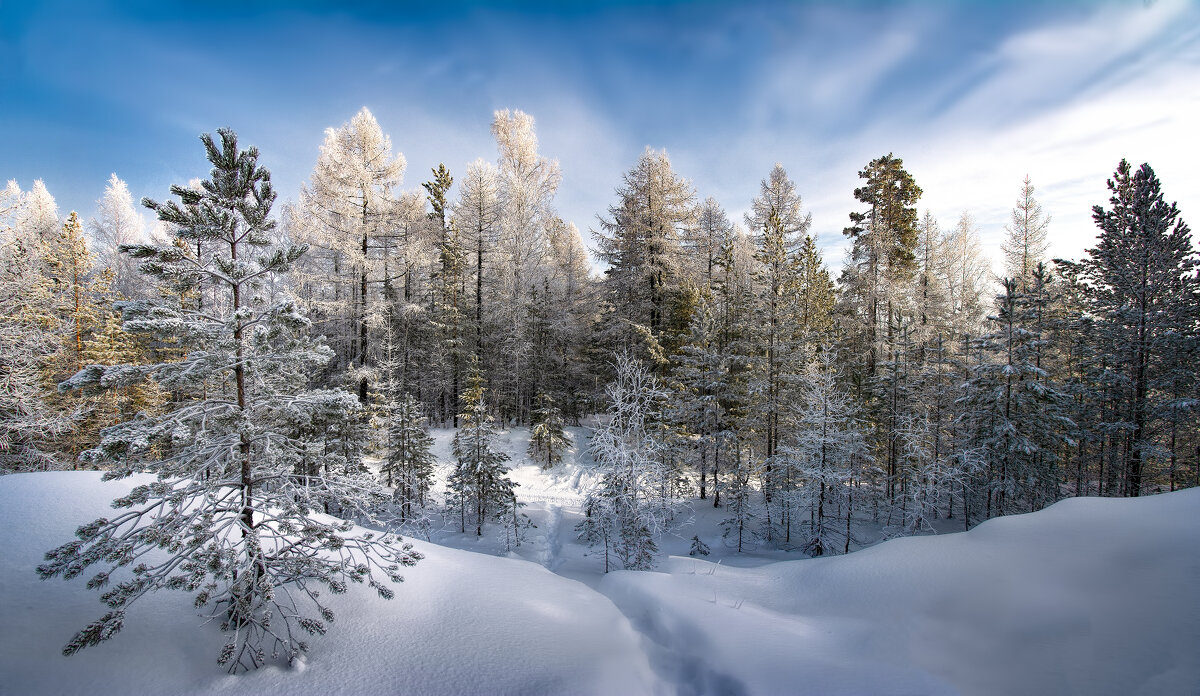 Зимний лес в инее - Vladimbormotov 
