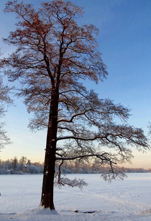 Зима на озере - Вера Щукина