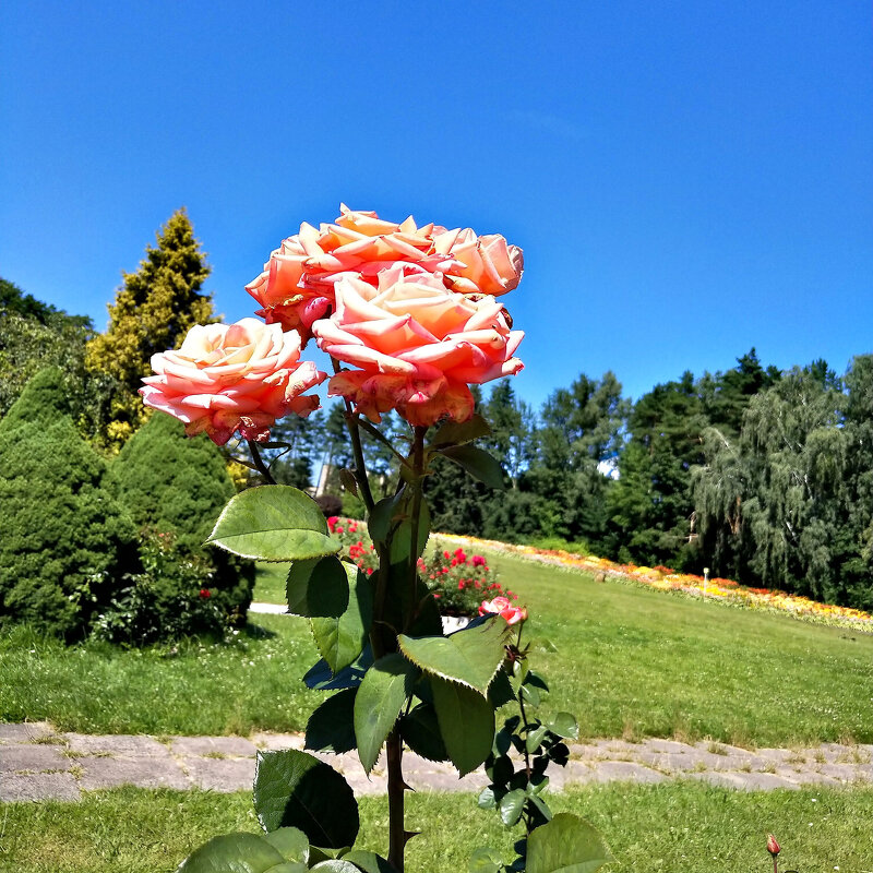 Летний день с розами - Игорь Сычёв