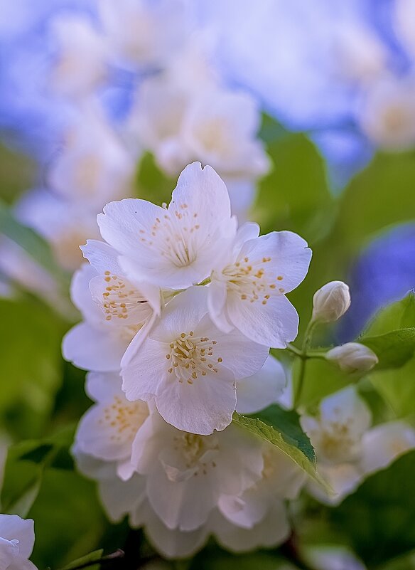 Яблони в цвету - Михаил Соколов