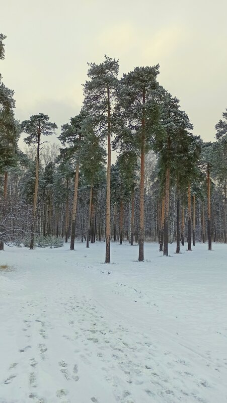 Зимний лес - Валентина 
