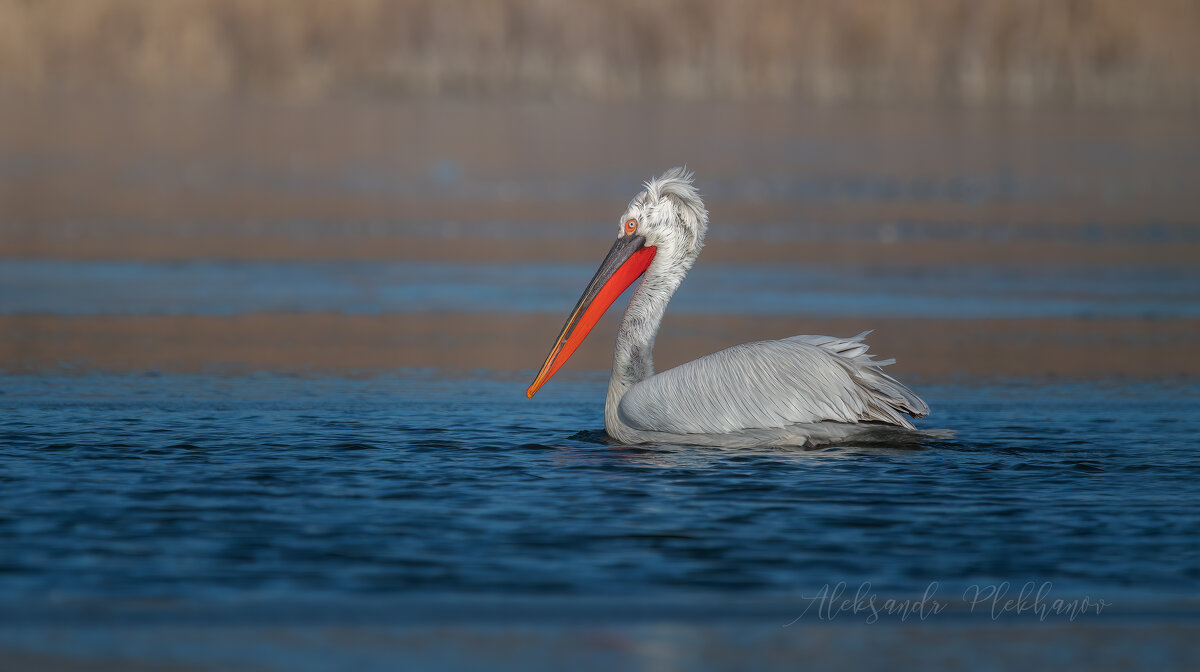 Dalmatian Pelican - Александр Плеханов