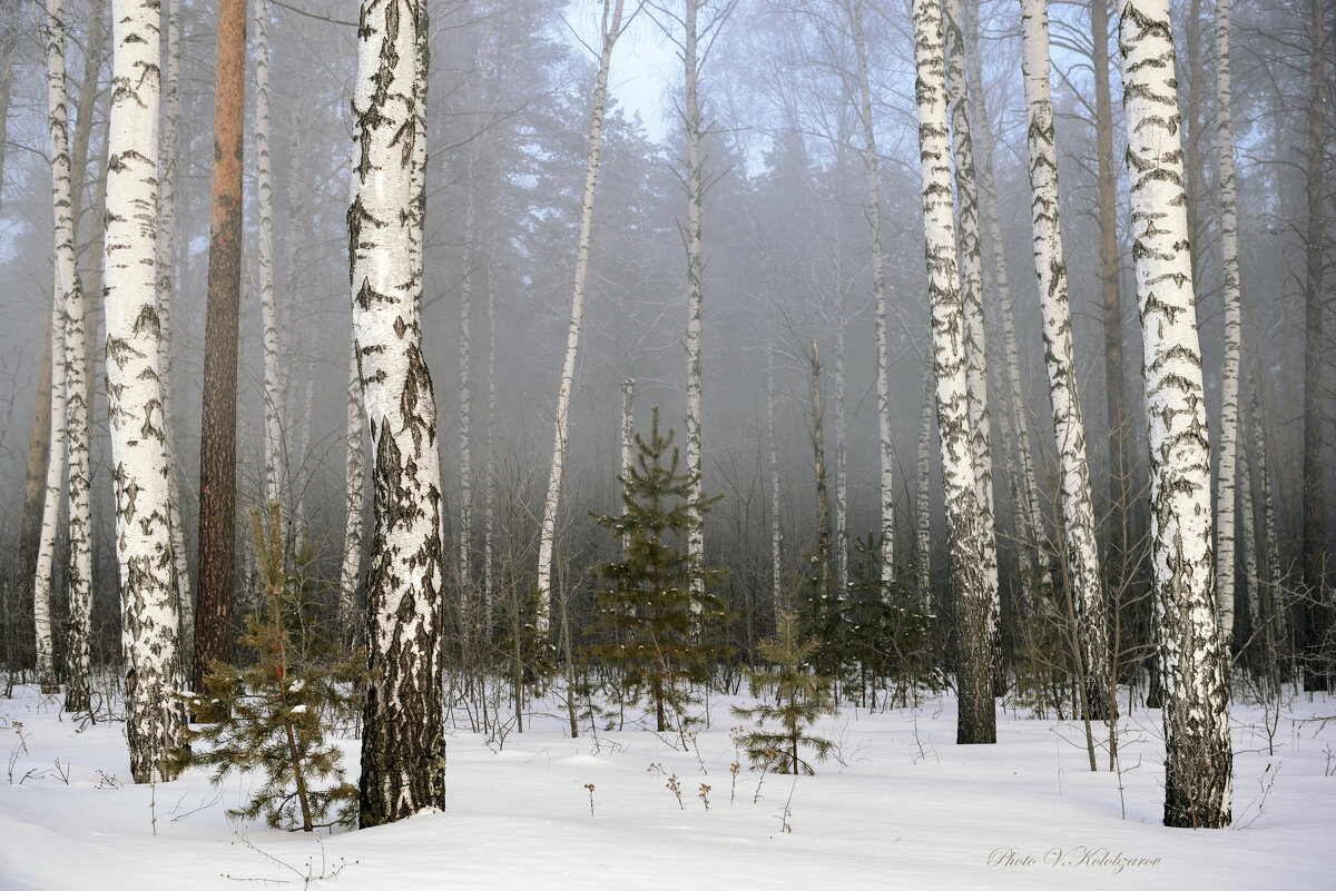 Туманный лес - Василий Колобзаров