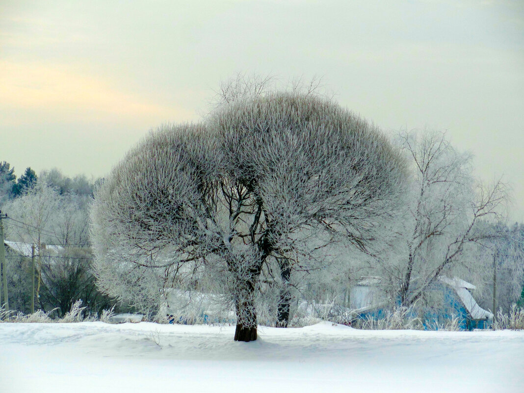 дерево - Ольга 