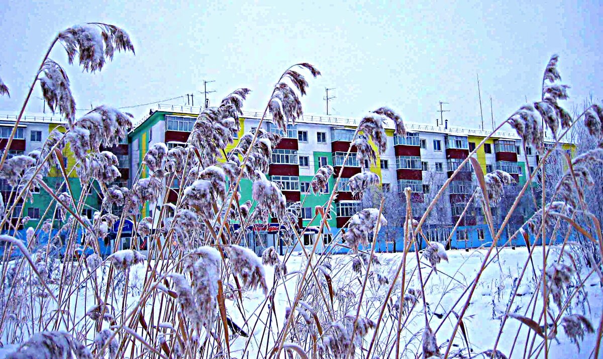 Февраль..Тростники в городе! - Владимир 