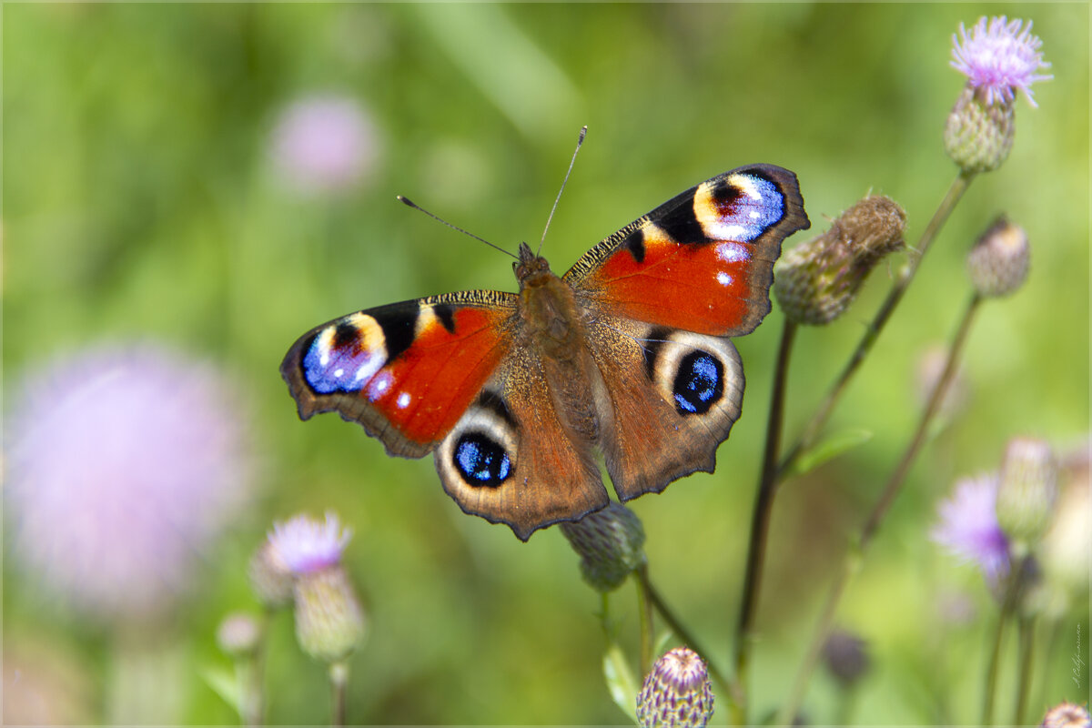 Дневная бабочка Павлиний глаз - Анастасия Северюхина