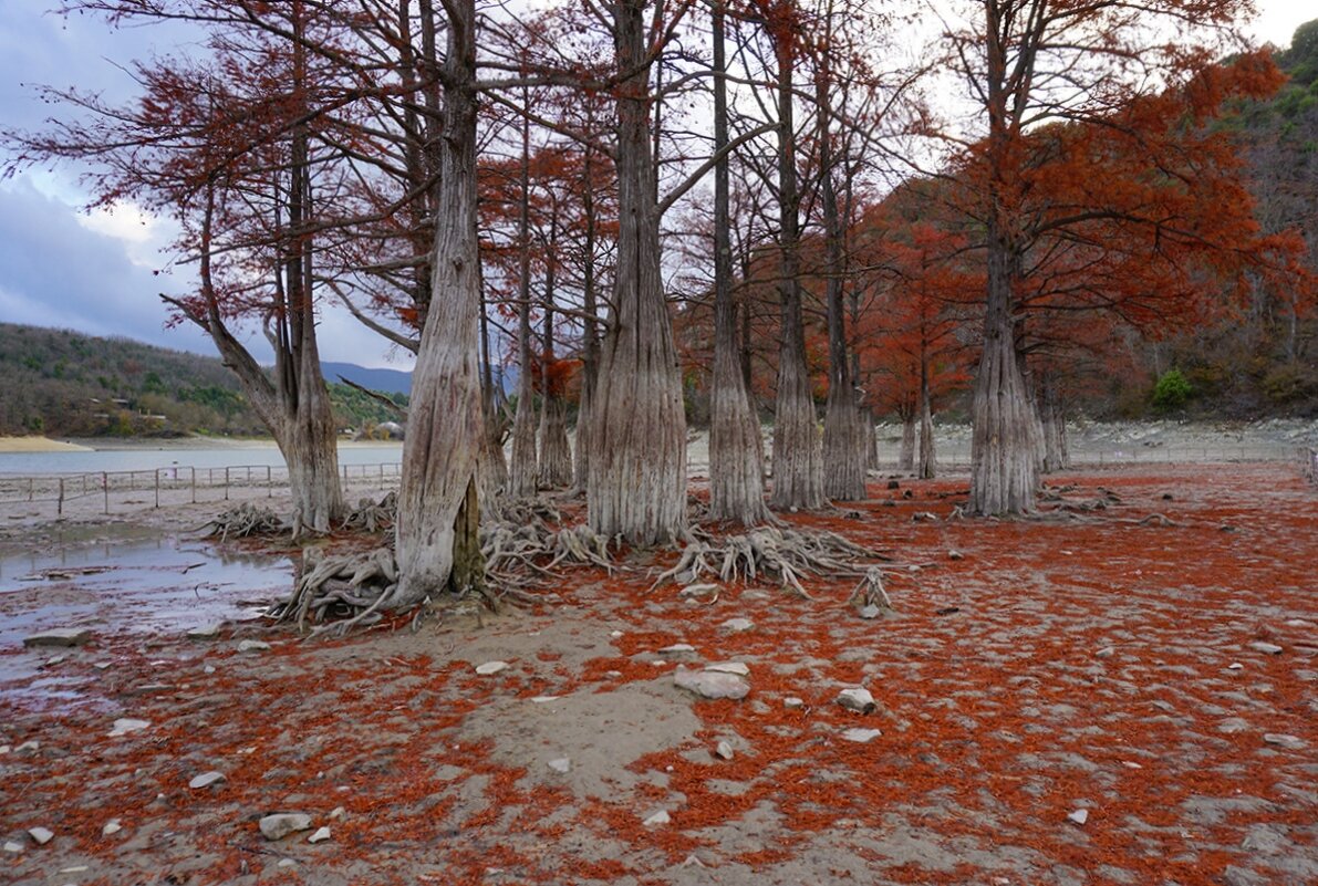 Кипарисы болотные на озере Сукко - Ольга 