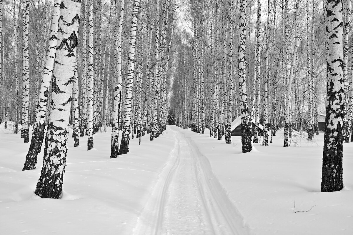 Черно белая зима - Василий Колобзаров