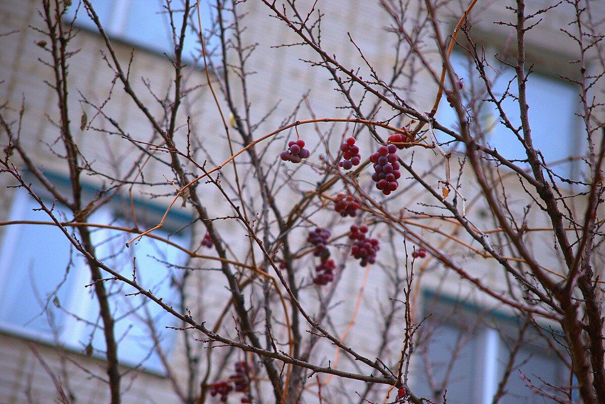 Виноградный Абрикос - Сеня Белгородский