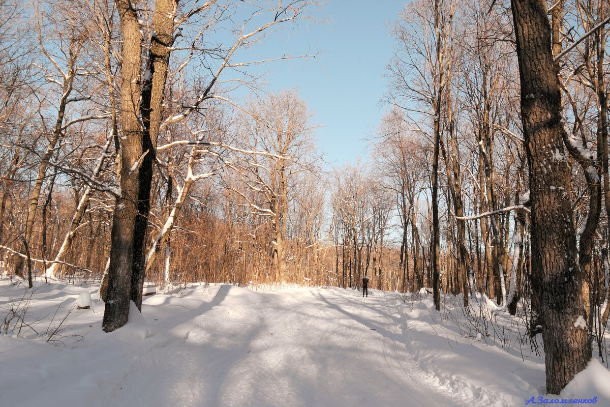 О лыжных днях в январе.. - Андрей Заломленков (настоящий) 