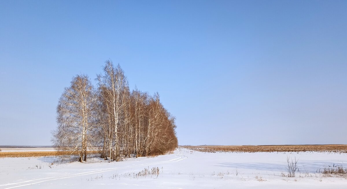 Пейзаж с березами - Олег Денисов