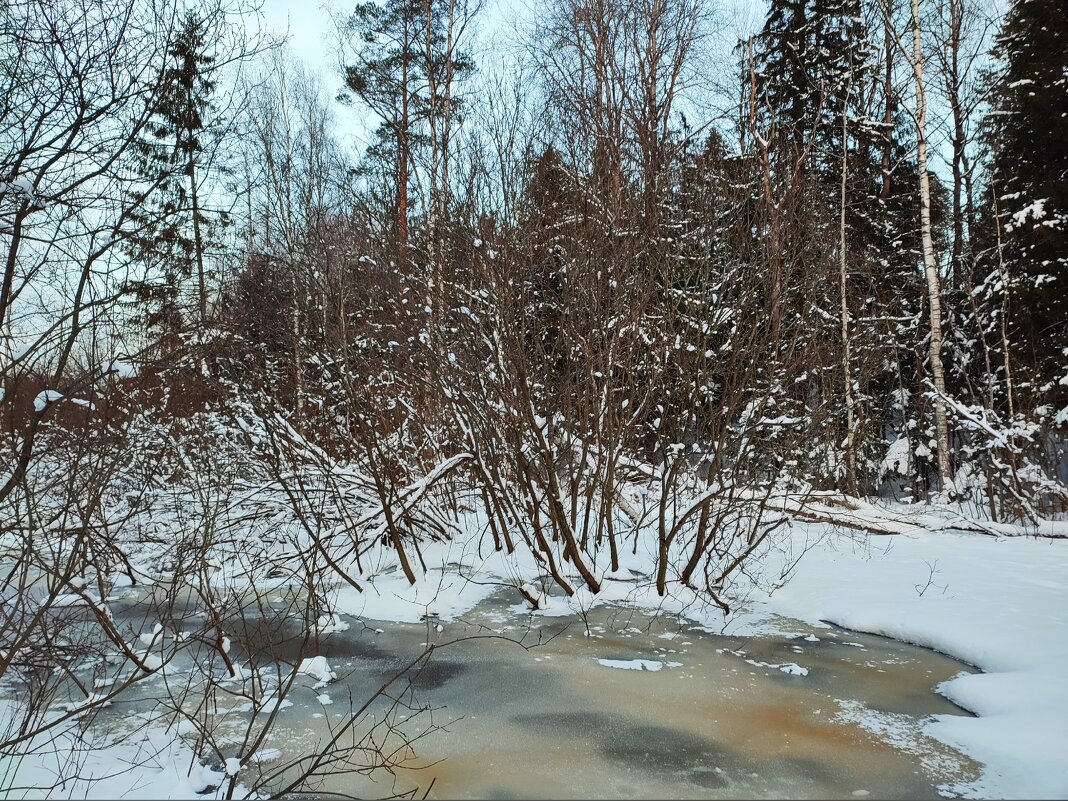 В зимнем лесу.Февраль. - Ирина 