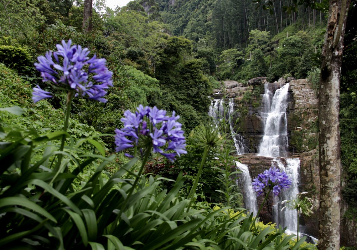Водопад. Шри-Ланка - Любовь 