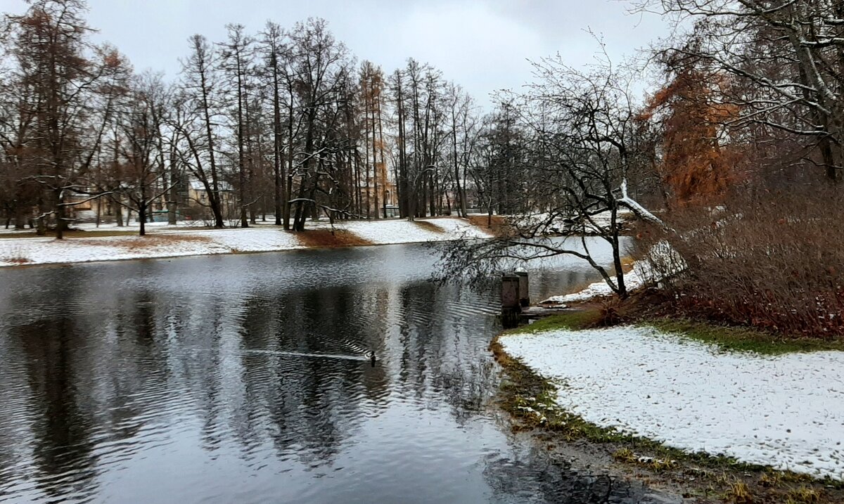 Екатерининский парк. Ноябрь - Наталья Герасимова