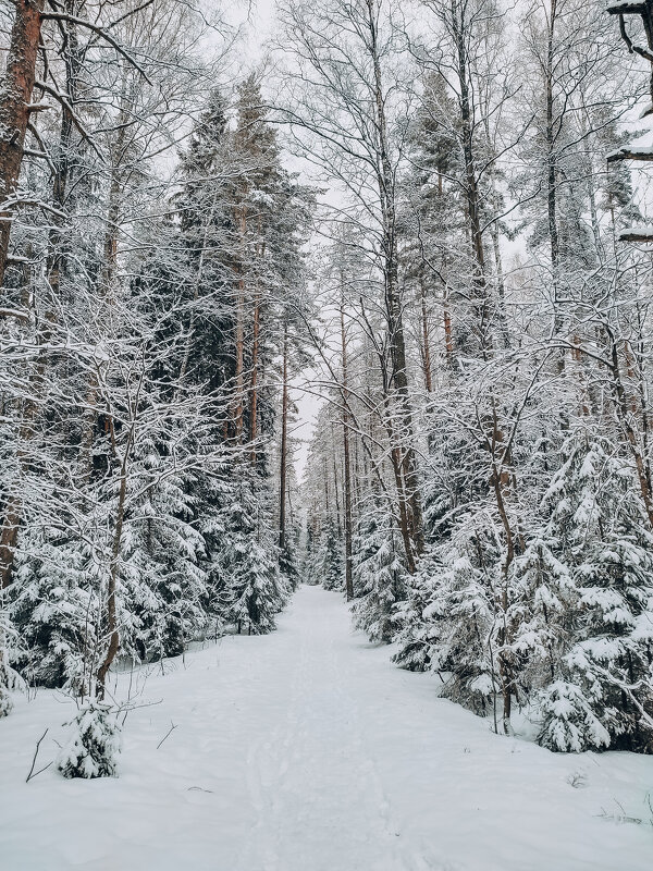 Зимний лес - Юля Жуковская